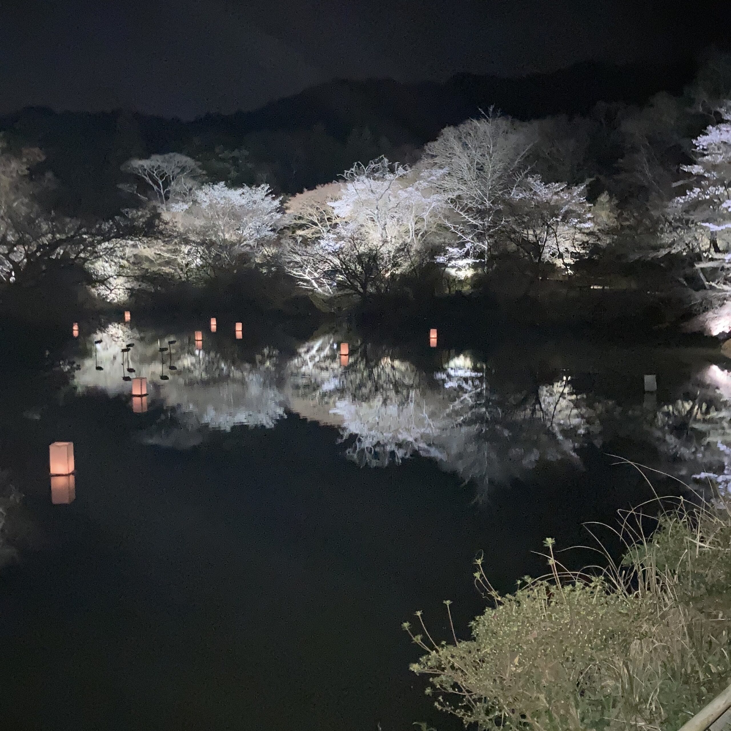 村上彫刻 佐世保 ブログ スタッフ 仲間 桜 花見 夜桜